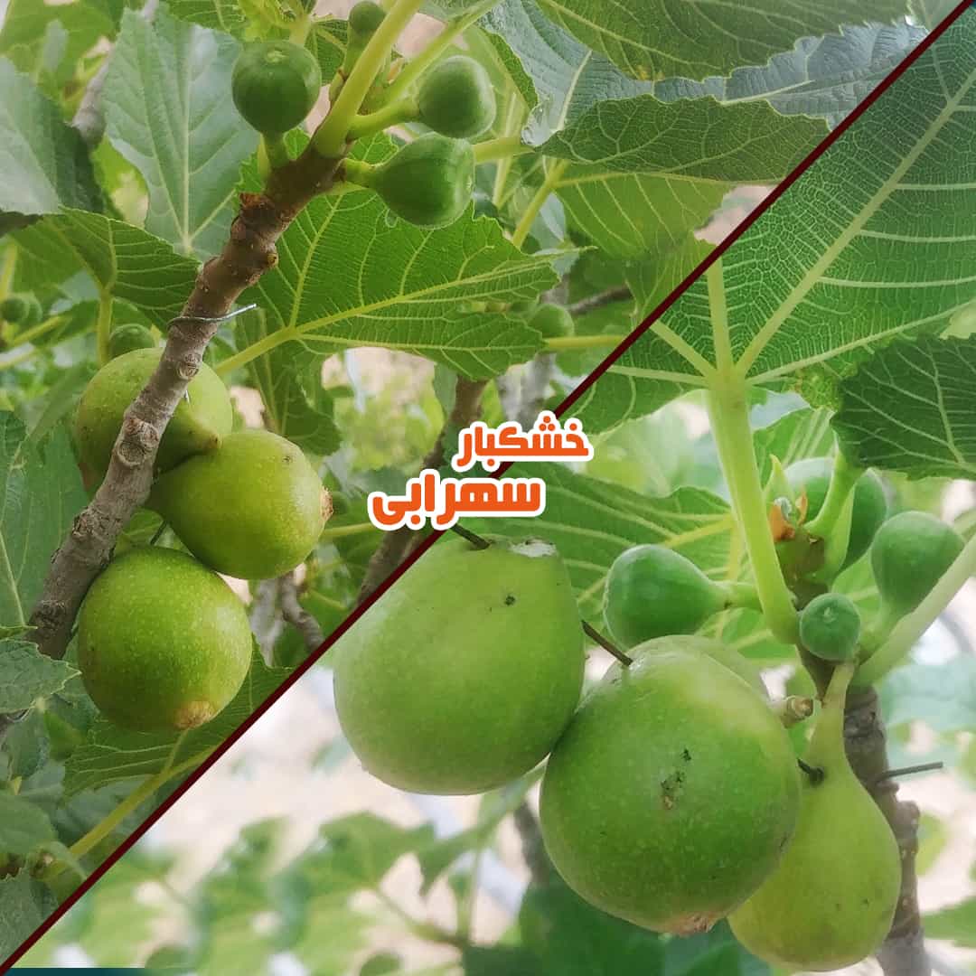 بر انجیر | گرده افشانی انجیر در خرداد ماه بر انجیر | گرده افشانی انجیر