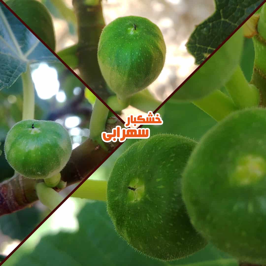 بر انجیر | گرده افشانی انجیر در خرداد ماه بر انجیر | گرده افشانی انجیر