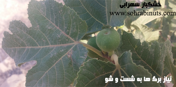 برگ درخت انجیر ، ریزگرد lv