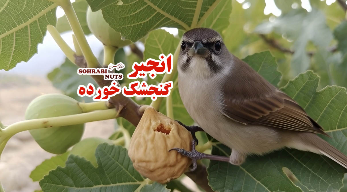 انجیر گنجشک خورده انجیر گنجشک خورده