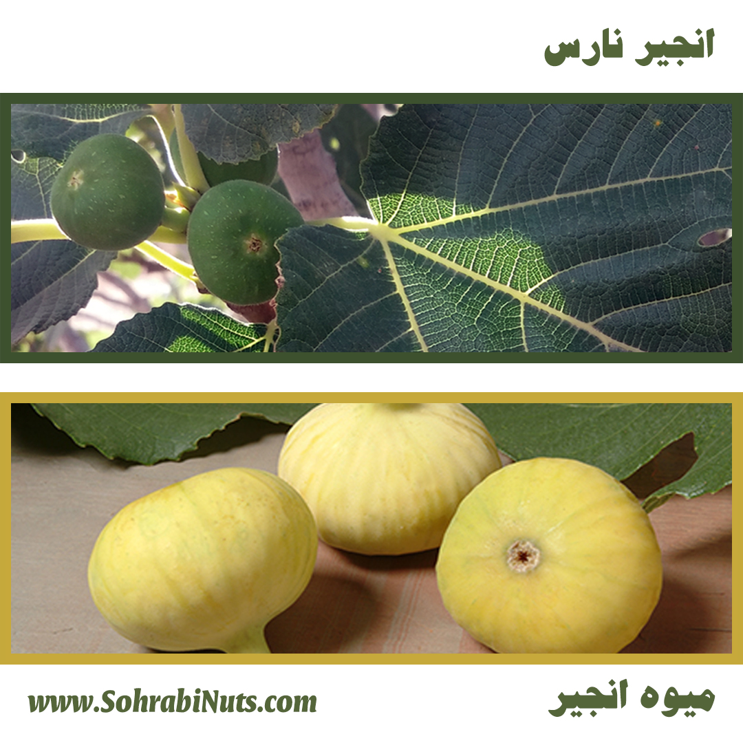 روش خشک کردن انجیر خشک کردن انجیر