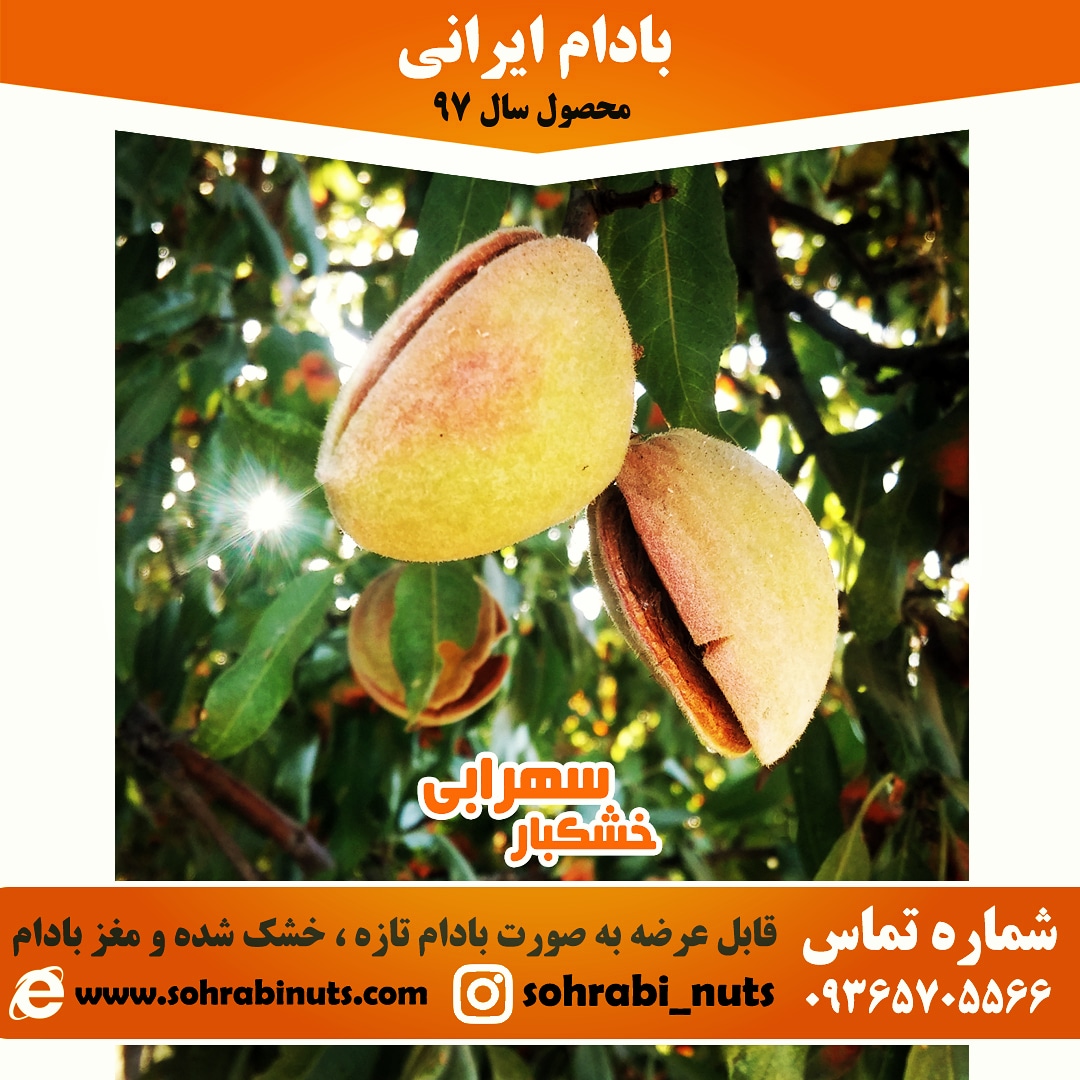 تصویری از بادام تازه برداشت بادام