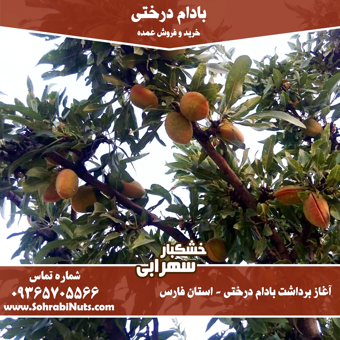 خرید بادام | تازه و درجه 1 خرید بادام