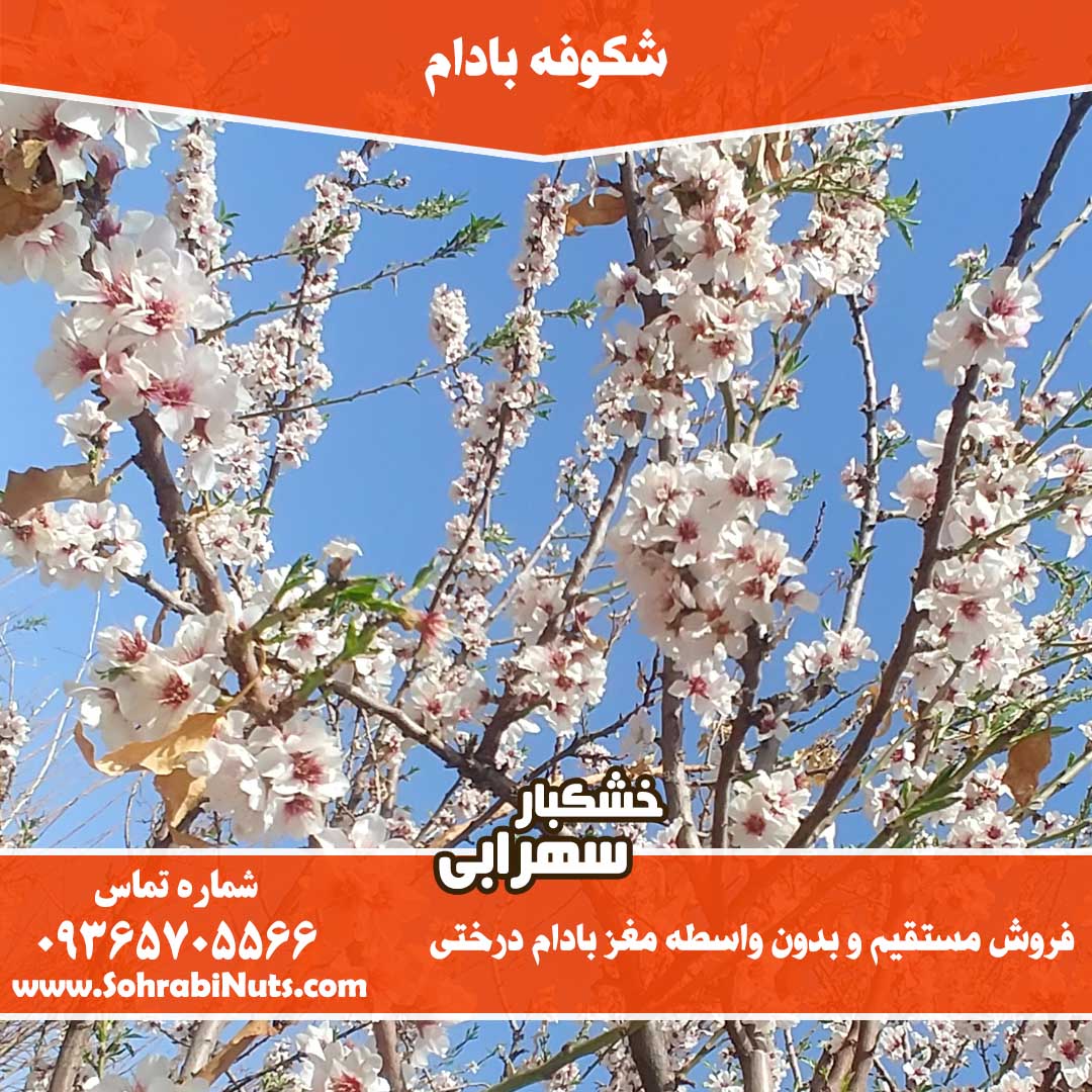 بهار زیبای درخت بادام بهار بادام،شکوفه بادام