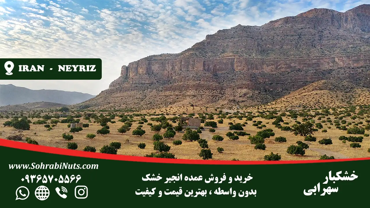 خرید انجیر خشک به صورت مستقیم و بدون واسطه خرید انجیر خشک درجه یک از باغات انجیر استهبان و نی ریز