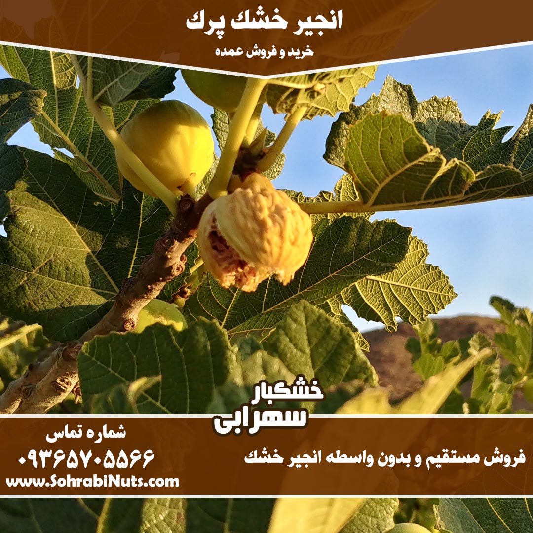 خرید انجیر پرک خرید انجیر خشک درجه یک | انجیر خشک سایز ریز ، انجیر پرک ، انجیر خشک سایز متوسط ، انجیر خشک سایز درشت