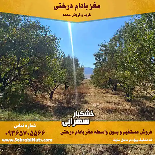 باغ بادام واقع در شهرستان نی ریز خرید و فروش عمده مغز بادام درختی